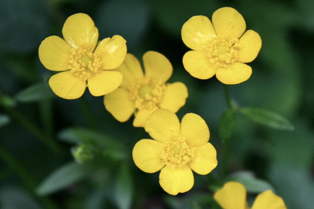 Buttercups