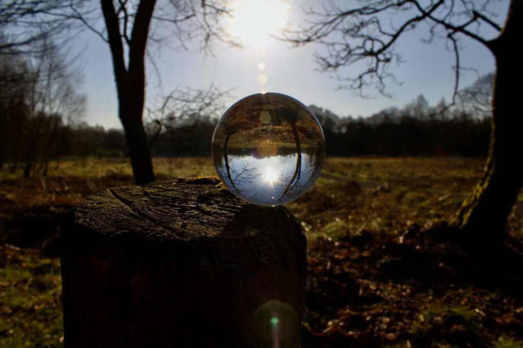 Trees & sun in a lensball