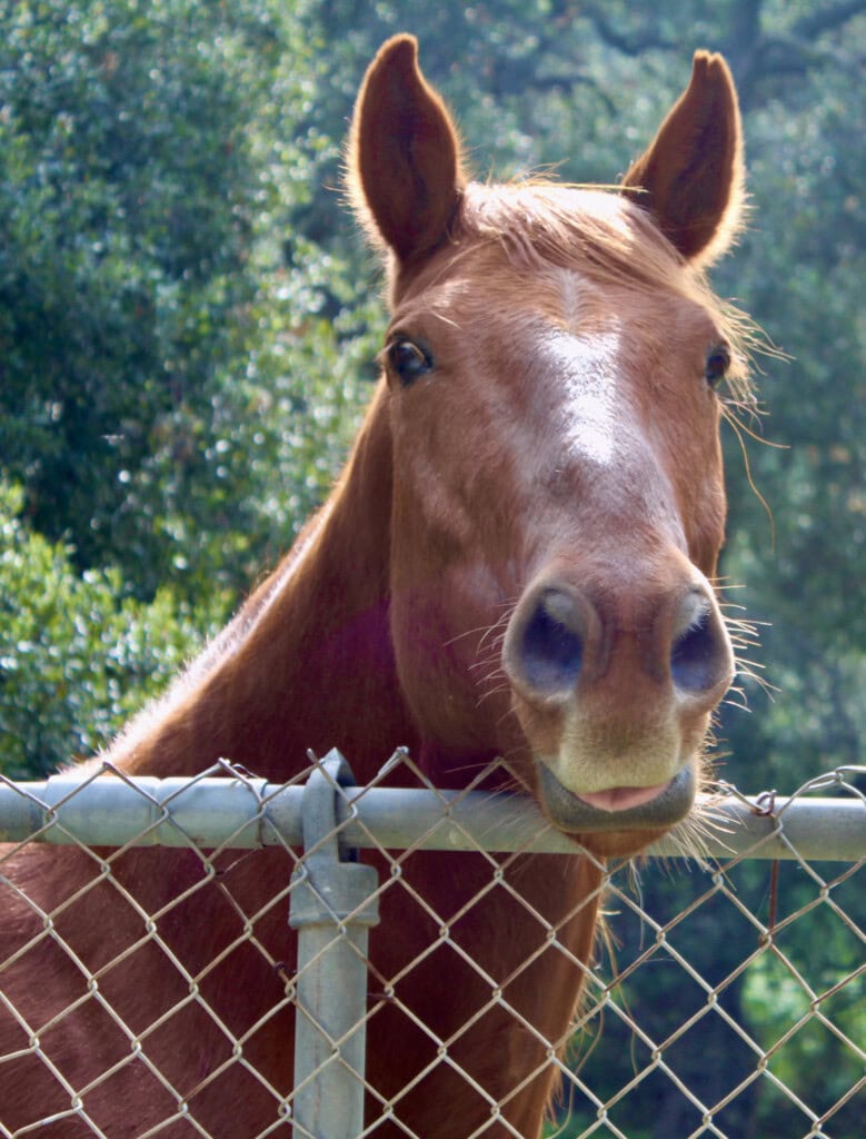 Happy Horse