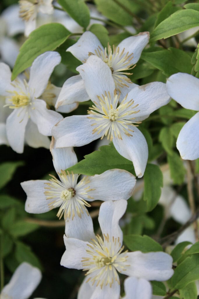 Jasmine