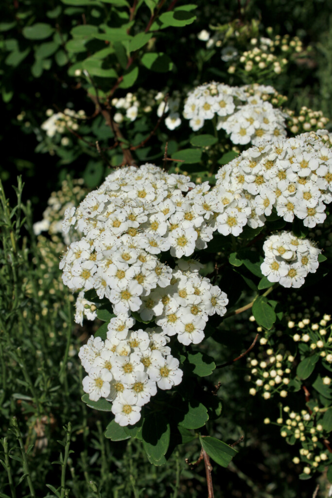 Meadow Sweet