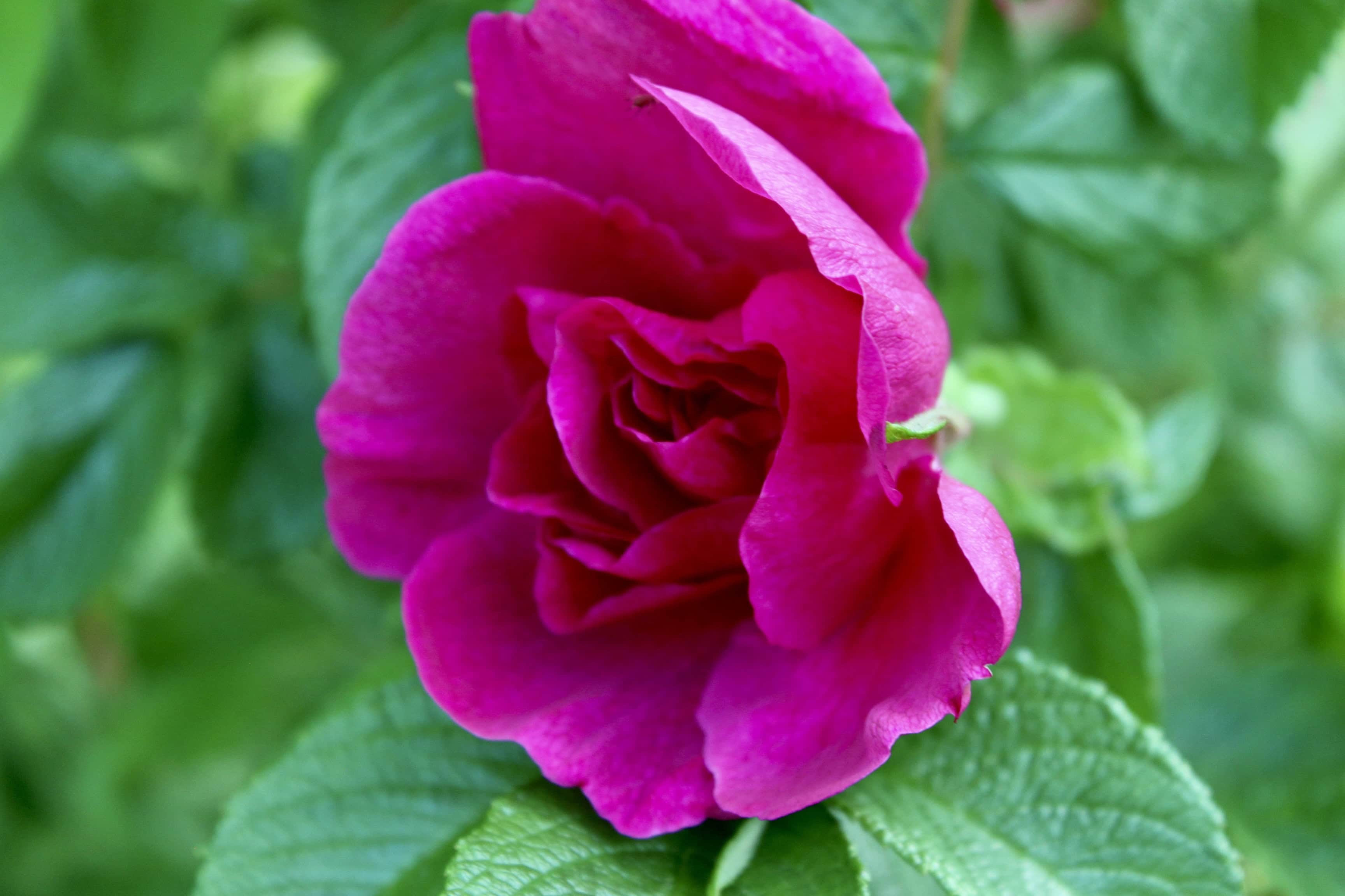 Pink Rose — FOTD July 28