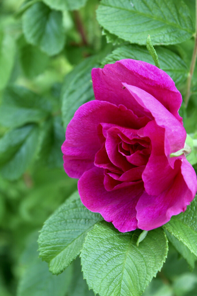Pink rose 