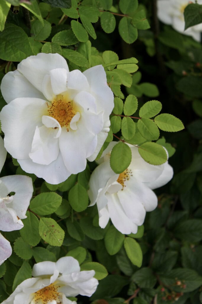 Wild white roses
