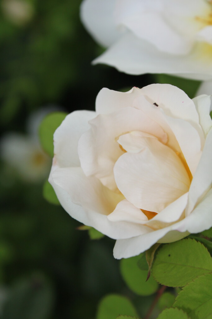 White rose