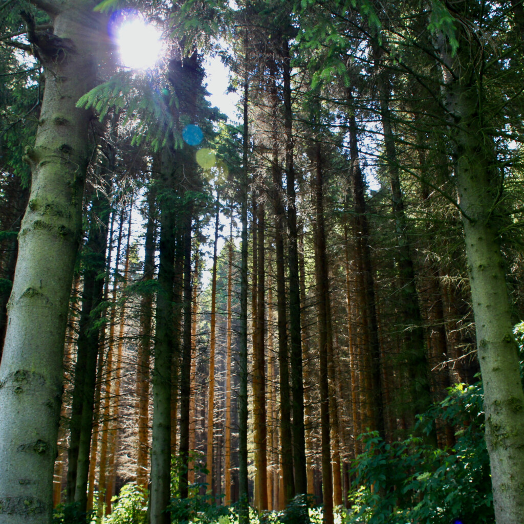 Sunlight bursting through