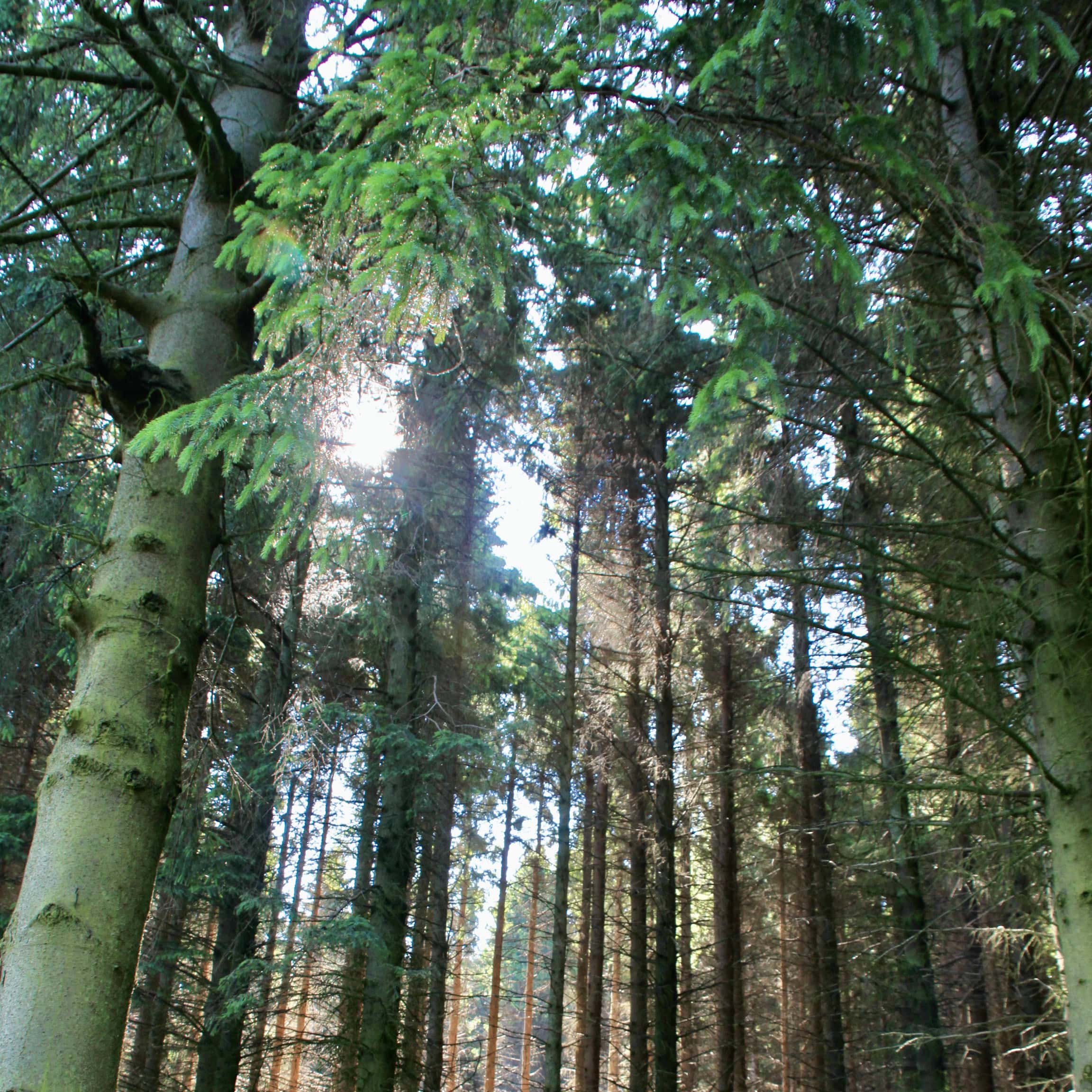 Bursting Through #3– #TreeSquare