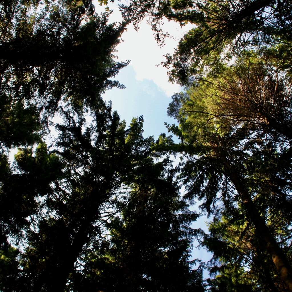Looking up