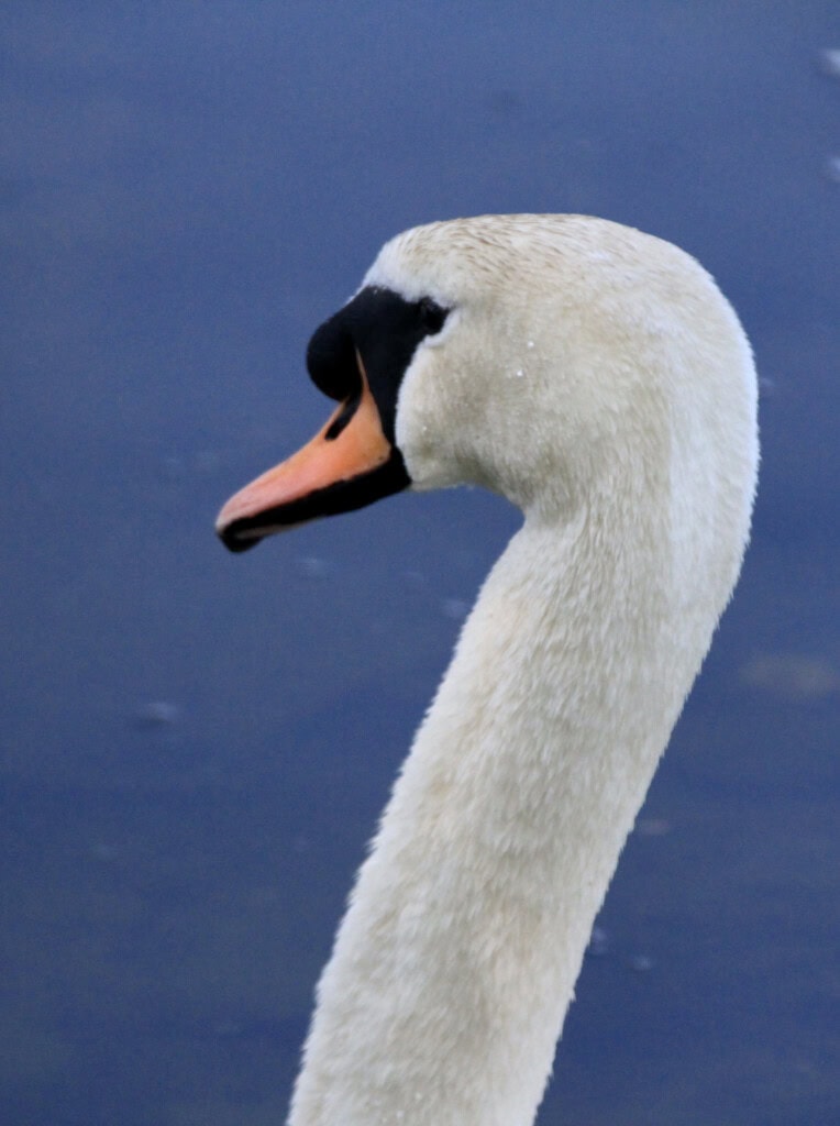 swan
