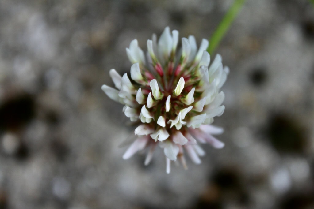 Clover flower