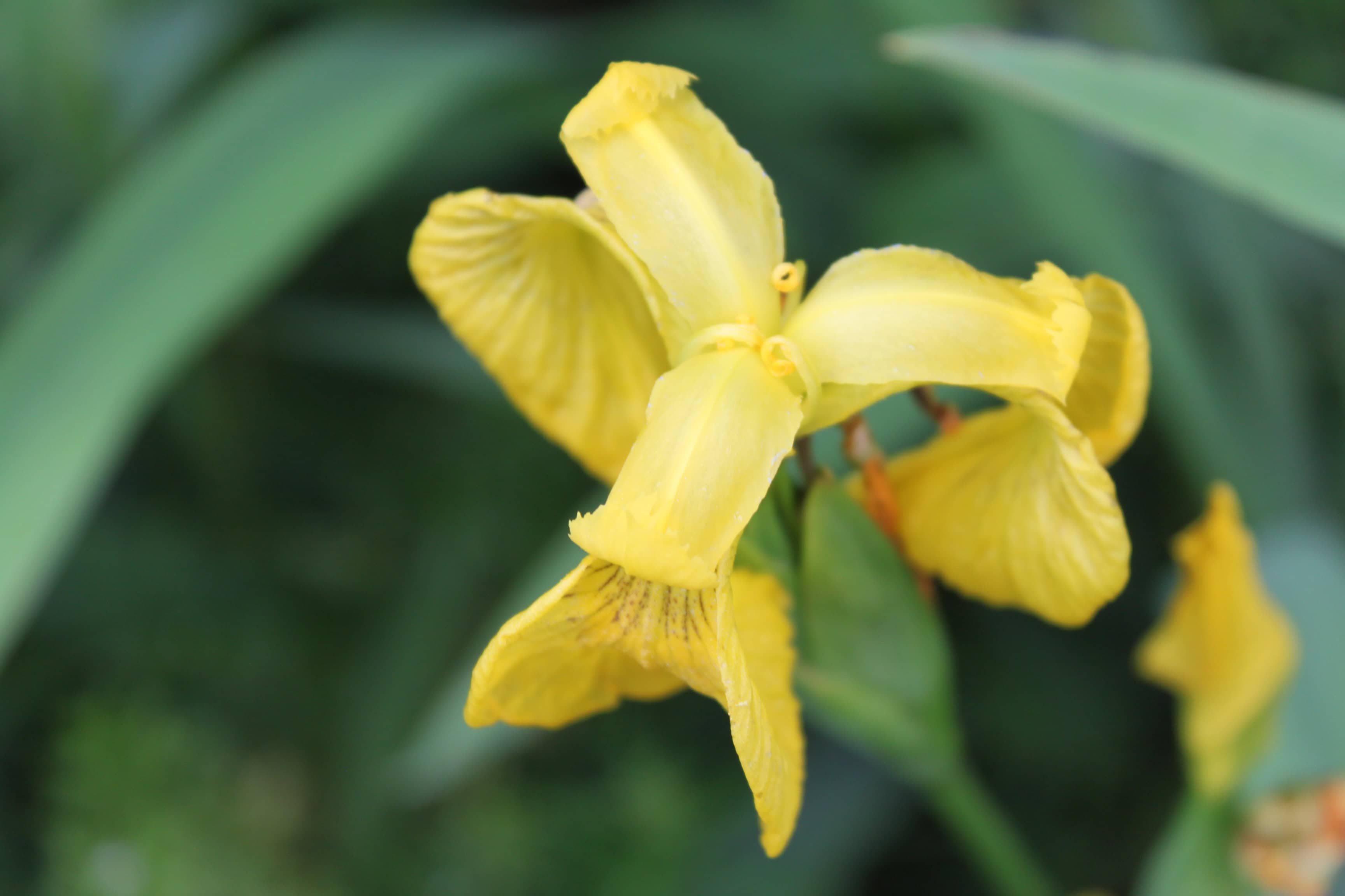 Yellow Iris — FOTD July 07