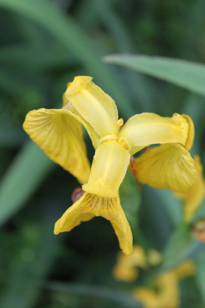 Yellow Iris