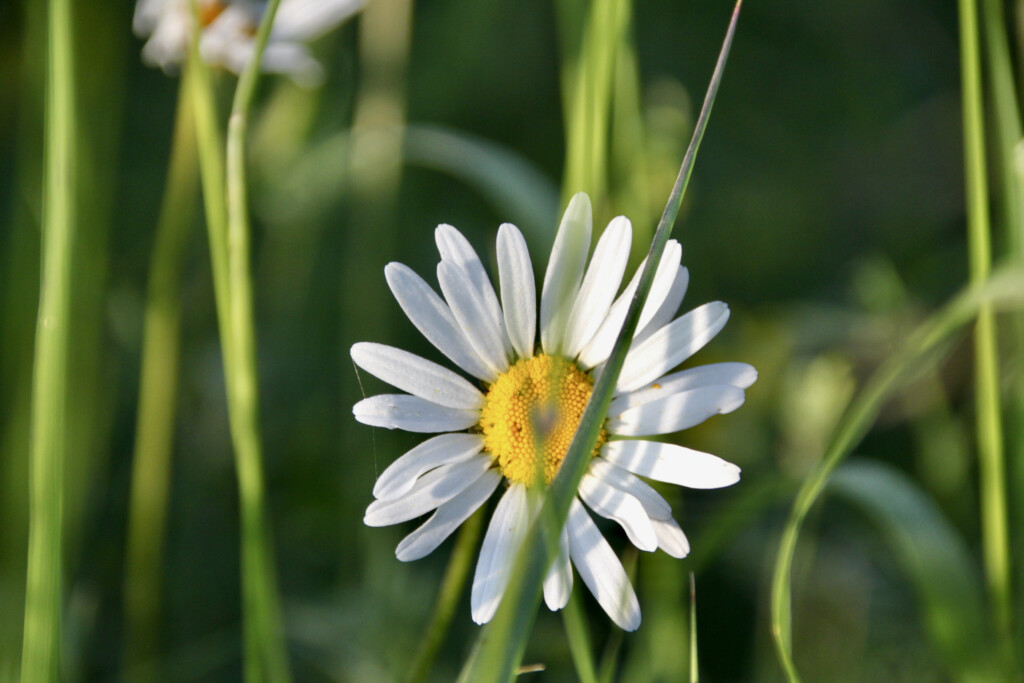 Aster