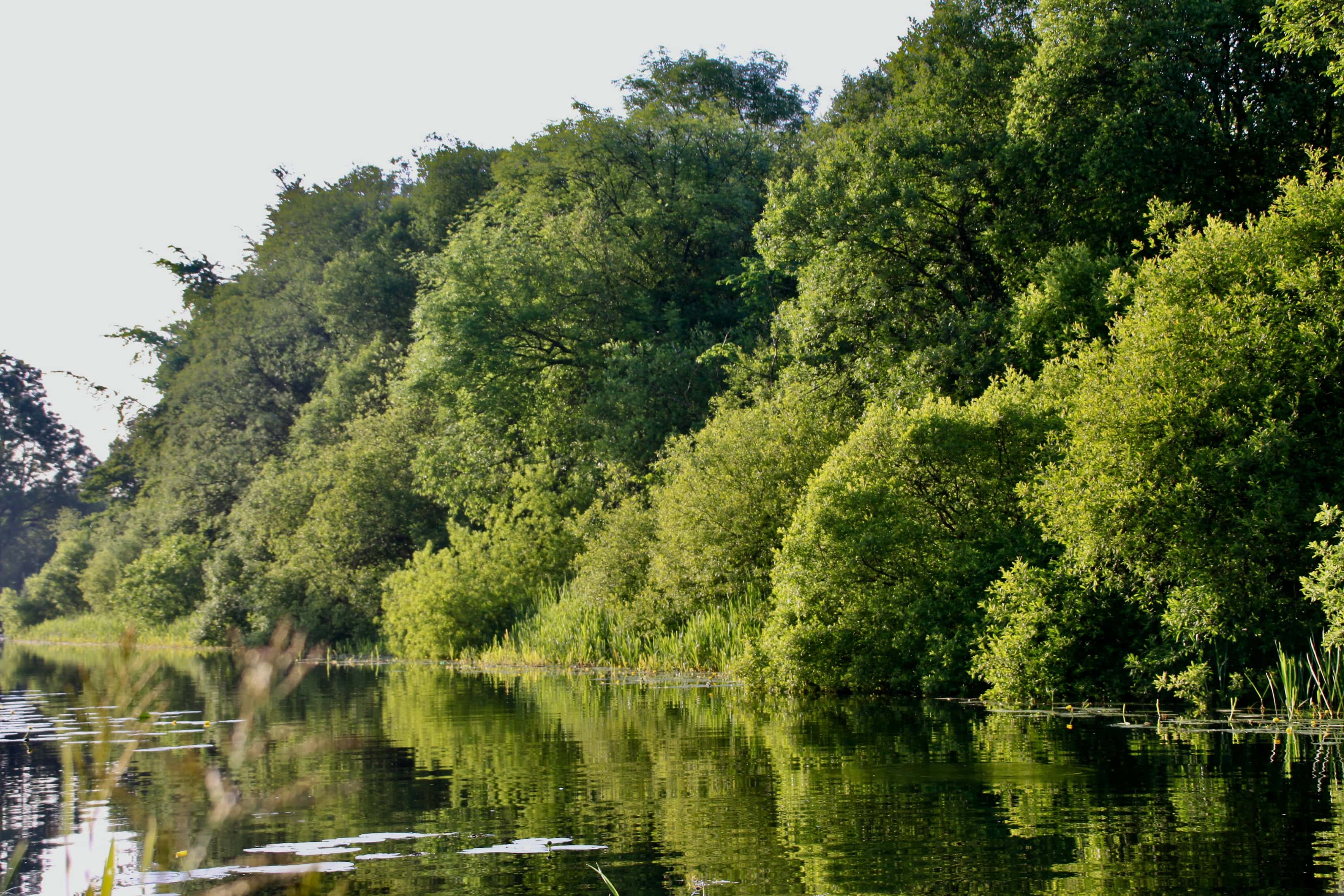 Drinking from the Canal — TreeSquare