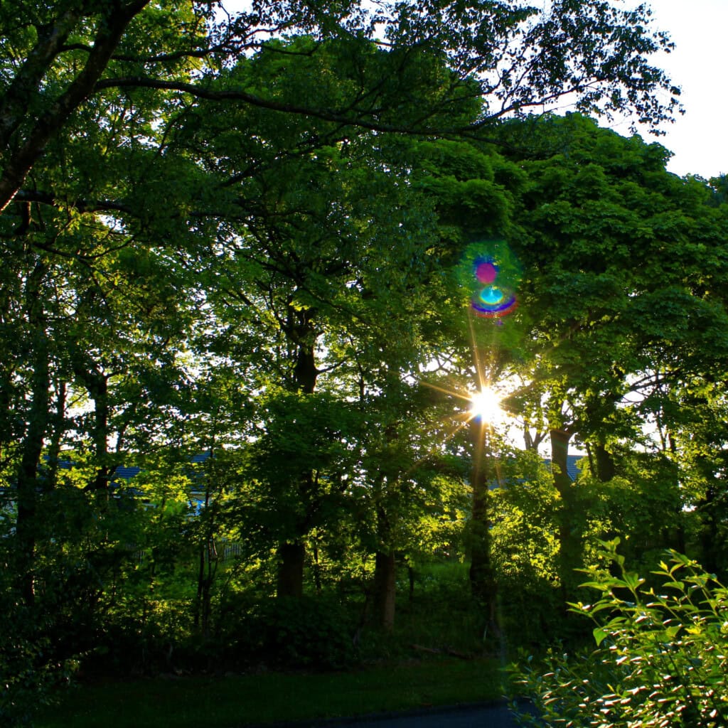 sunlight bursting through the trees