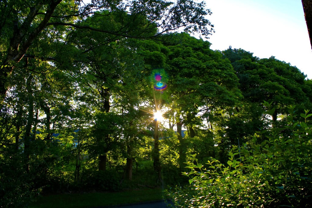 sunlight bursting through the trees