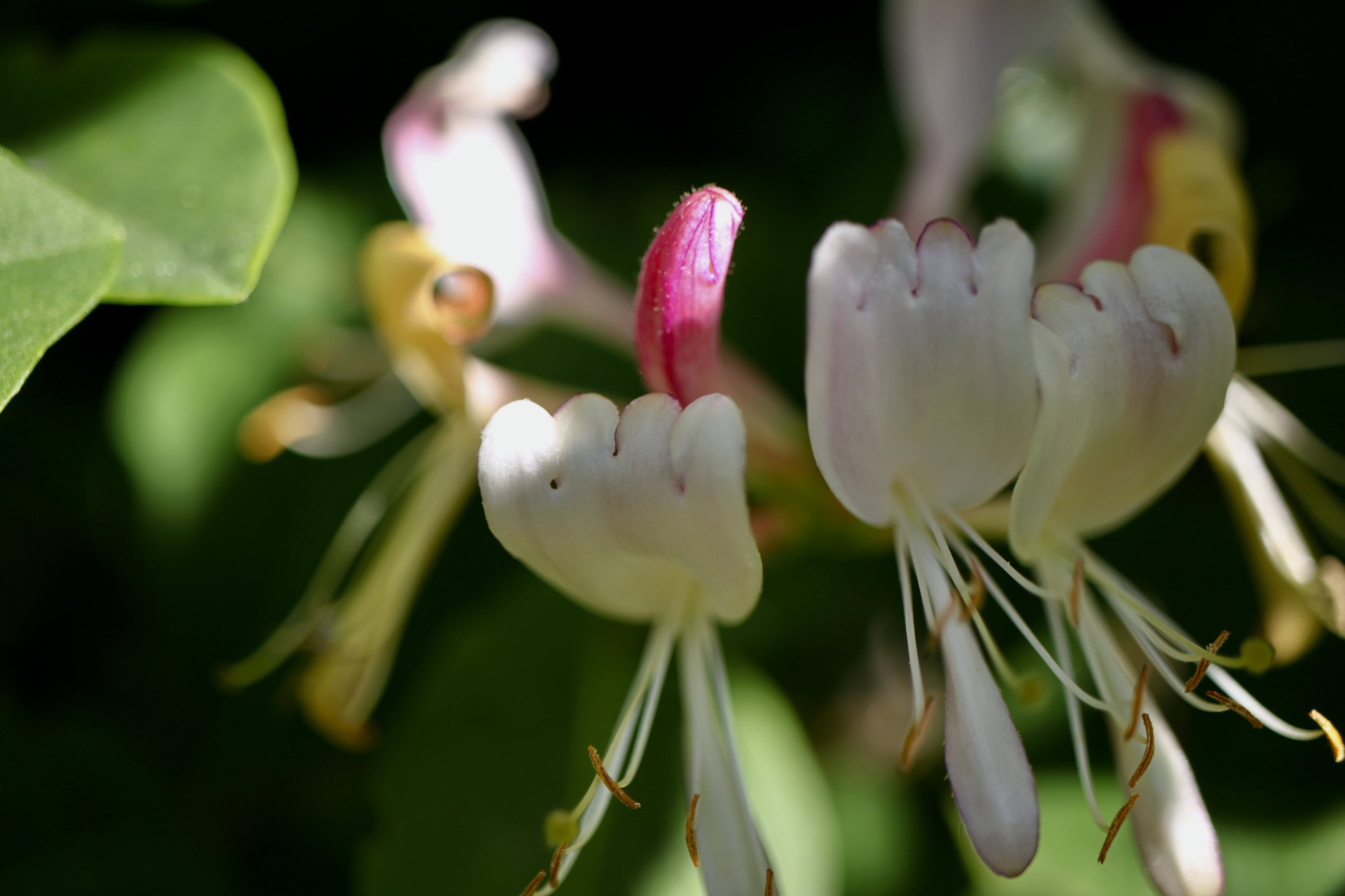Clematis Close-Up — CMMC