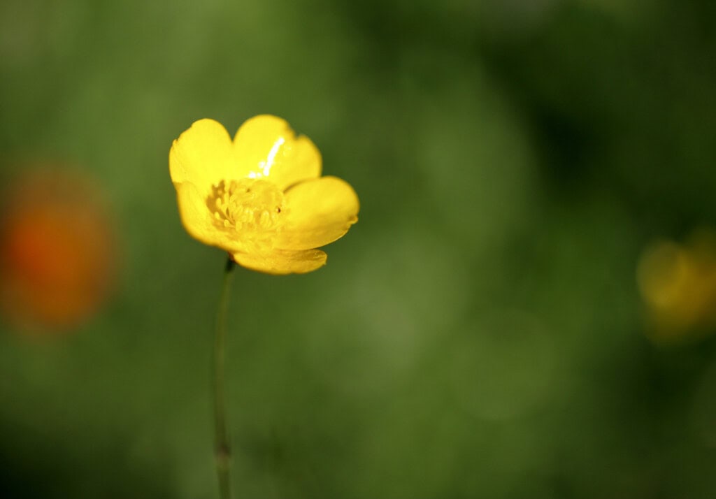Buttercup