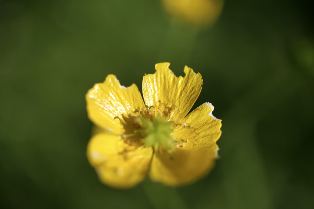 Chomped buttercup