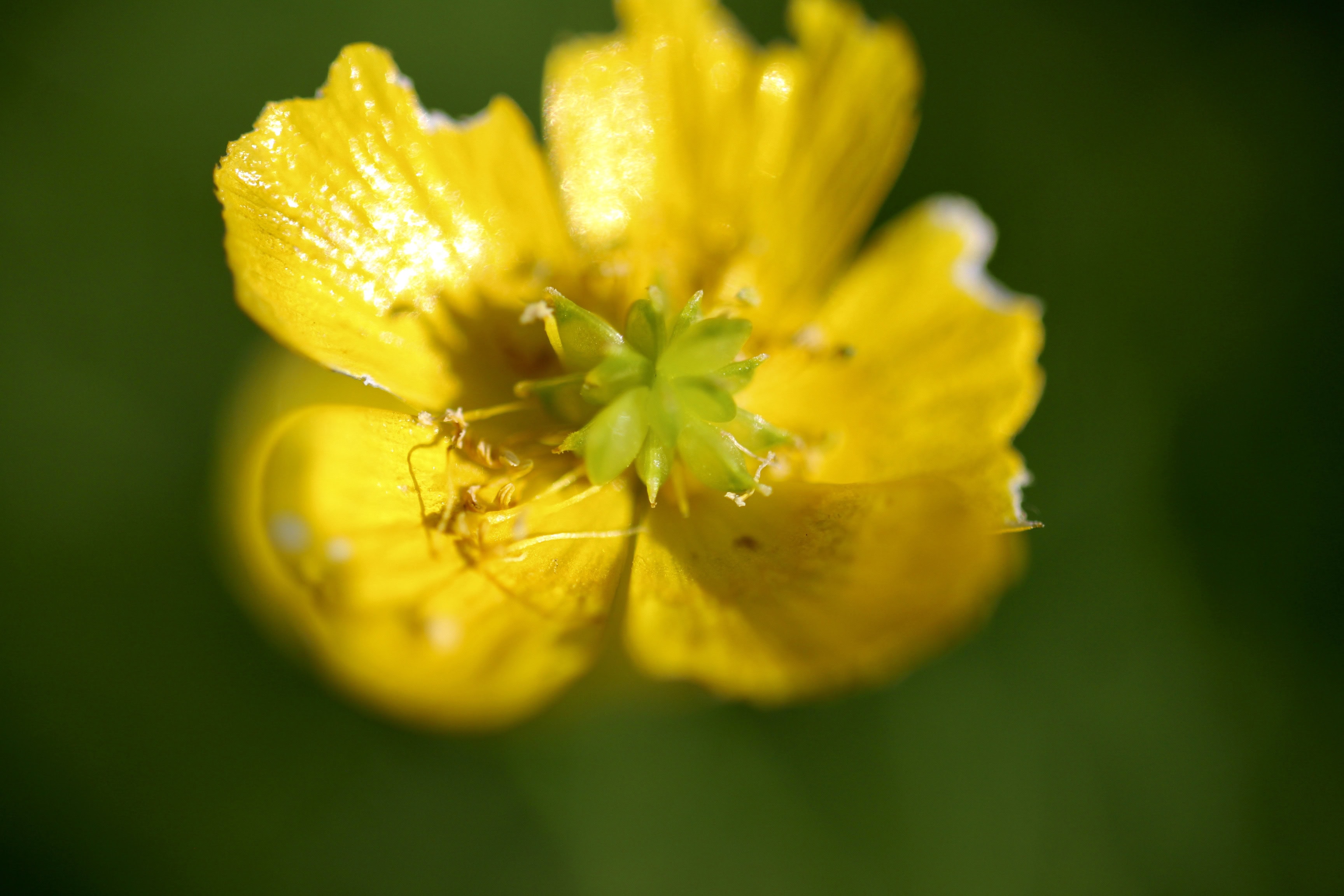 Slightly Chomped Buttercup — FOTD July 10