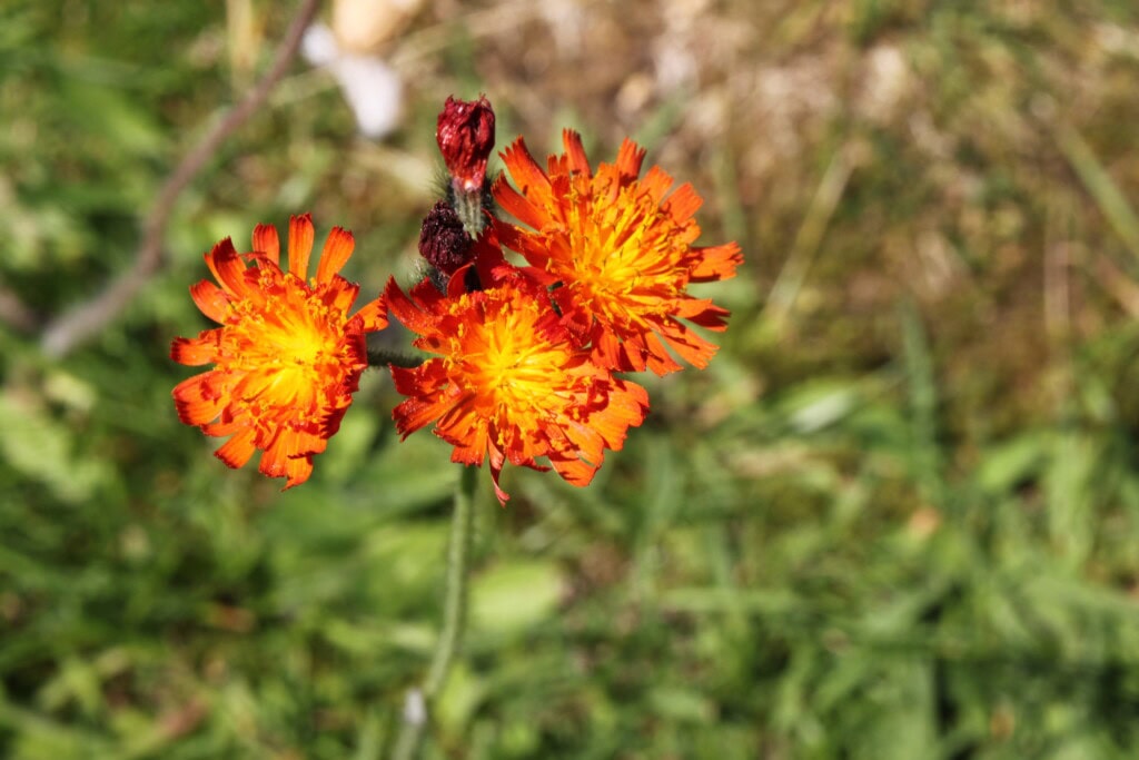 Orange Hawkweed