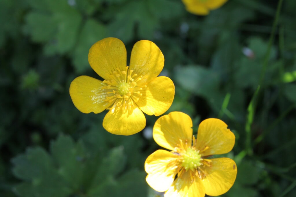 Buttercups