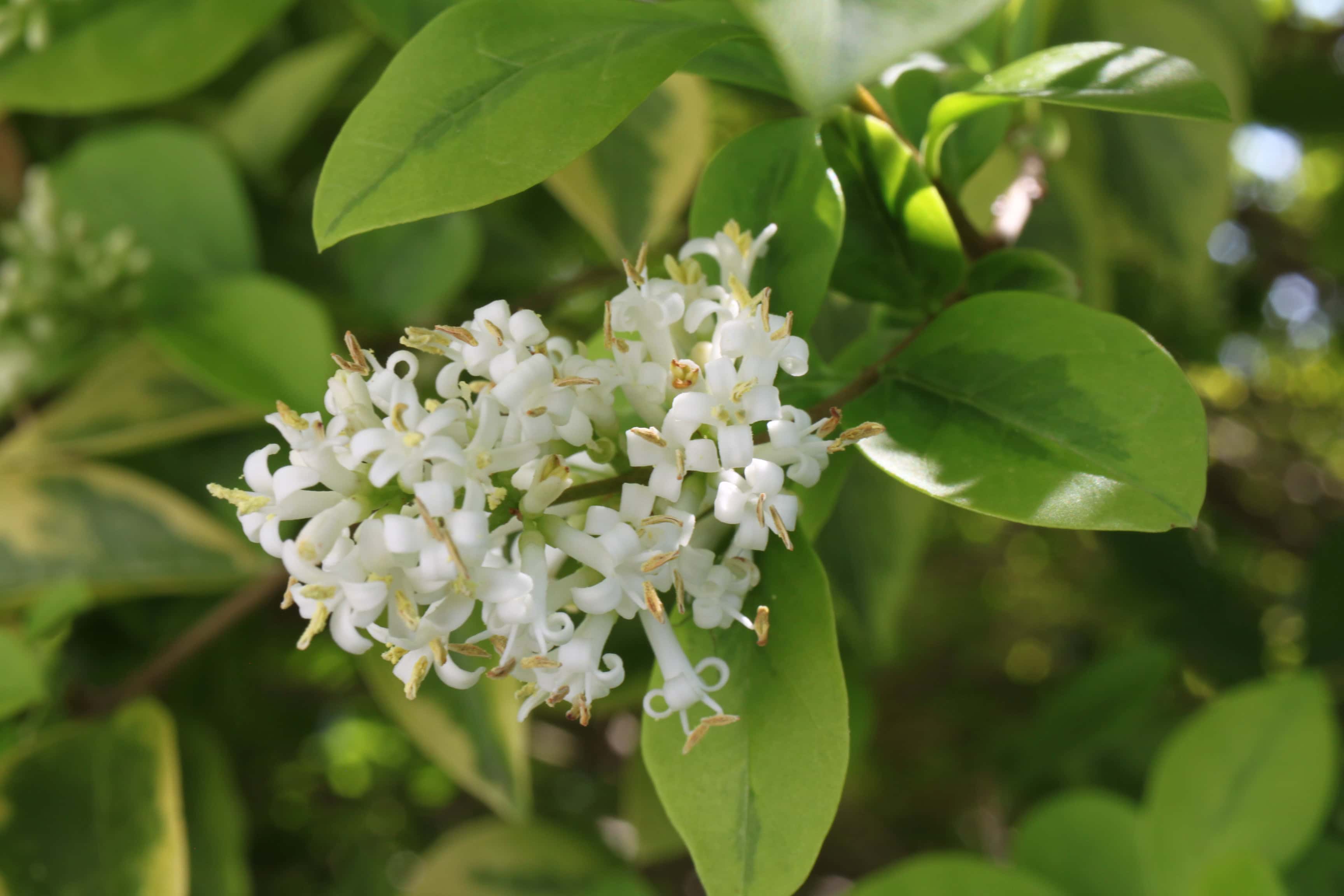 White Hebe Flowers — FOTD Aug 01