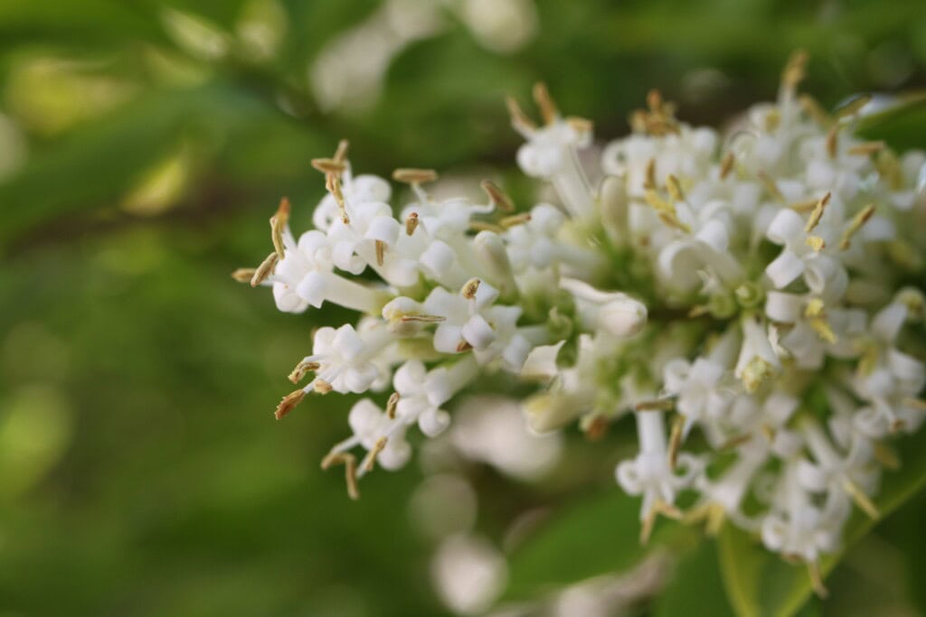 white hebe