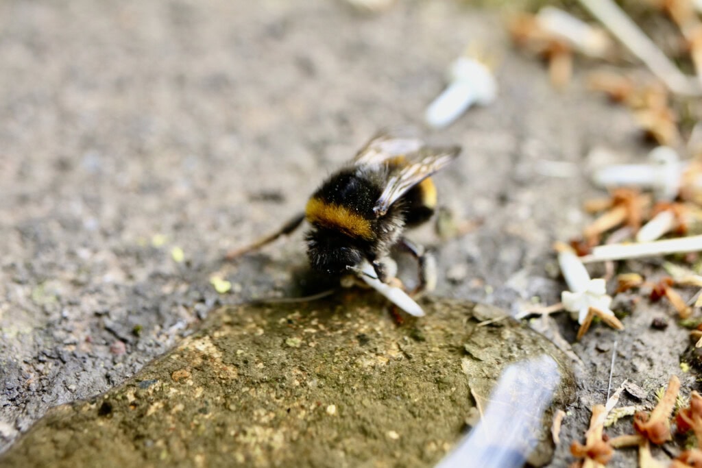 Weary bee