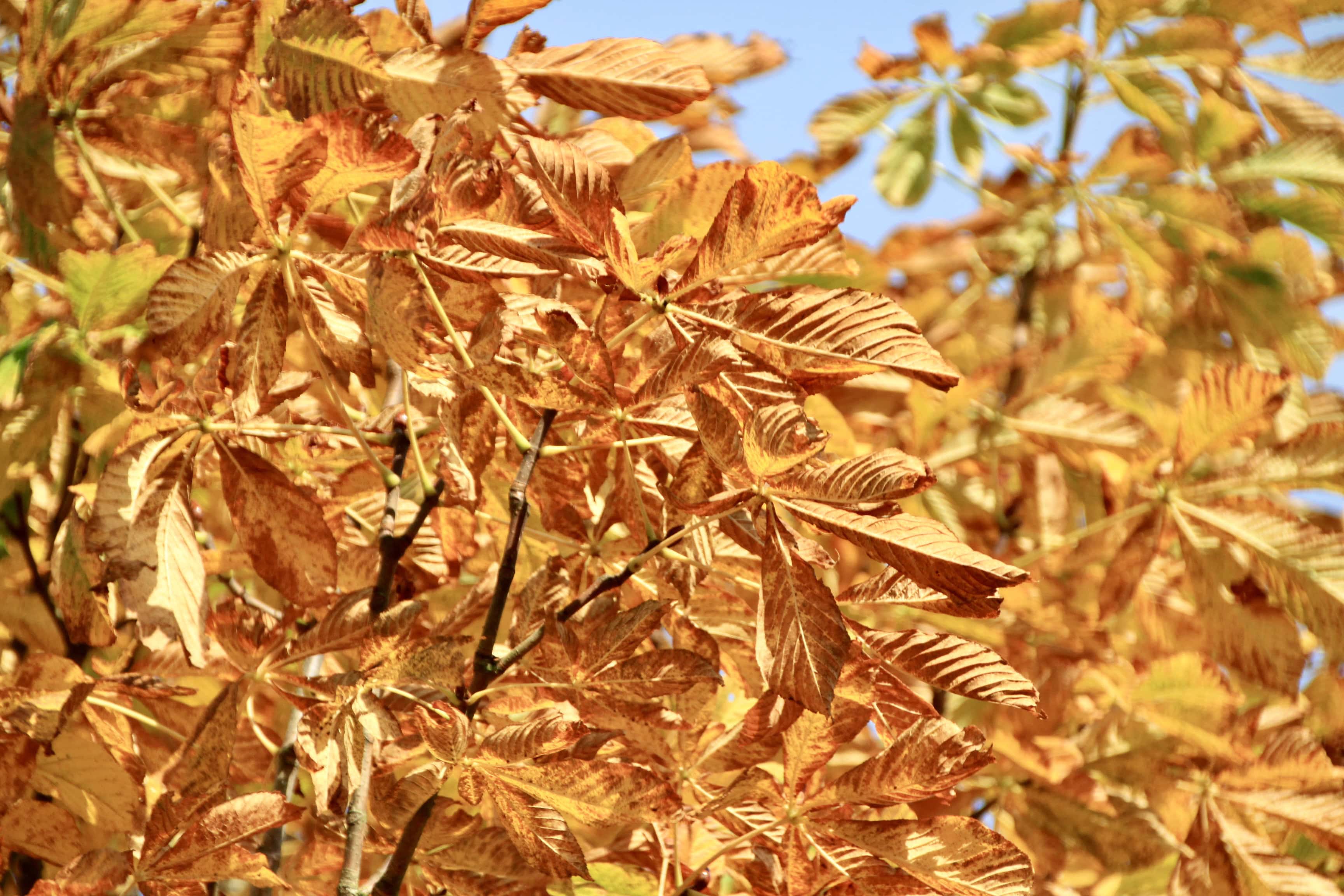 Autumnal Yellow — CFFC and #TreeSquare