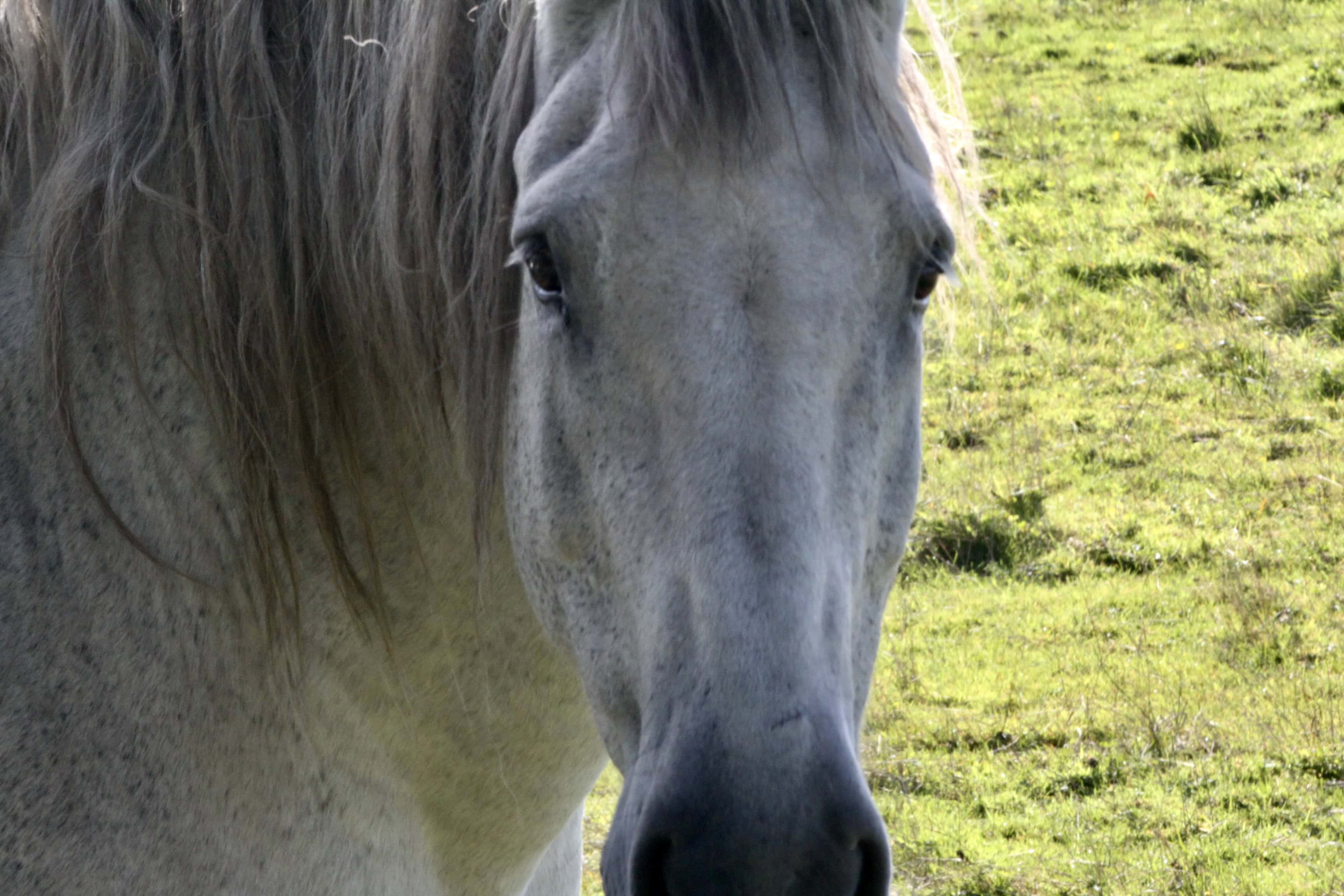 Horse — Monday Portrait 05 July