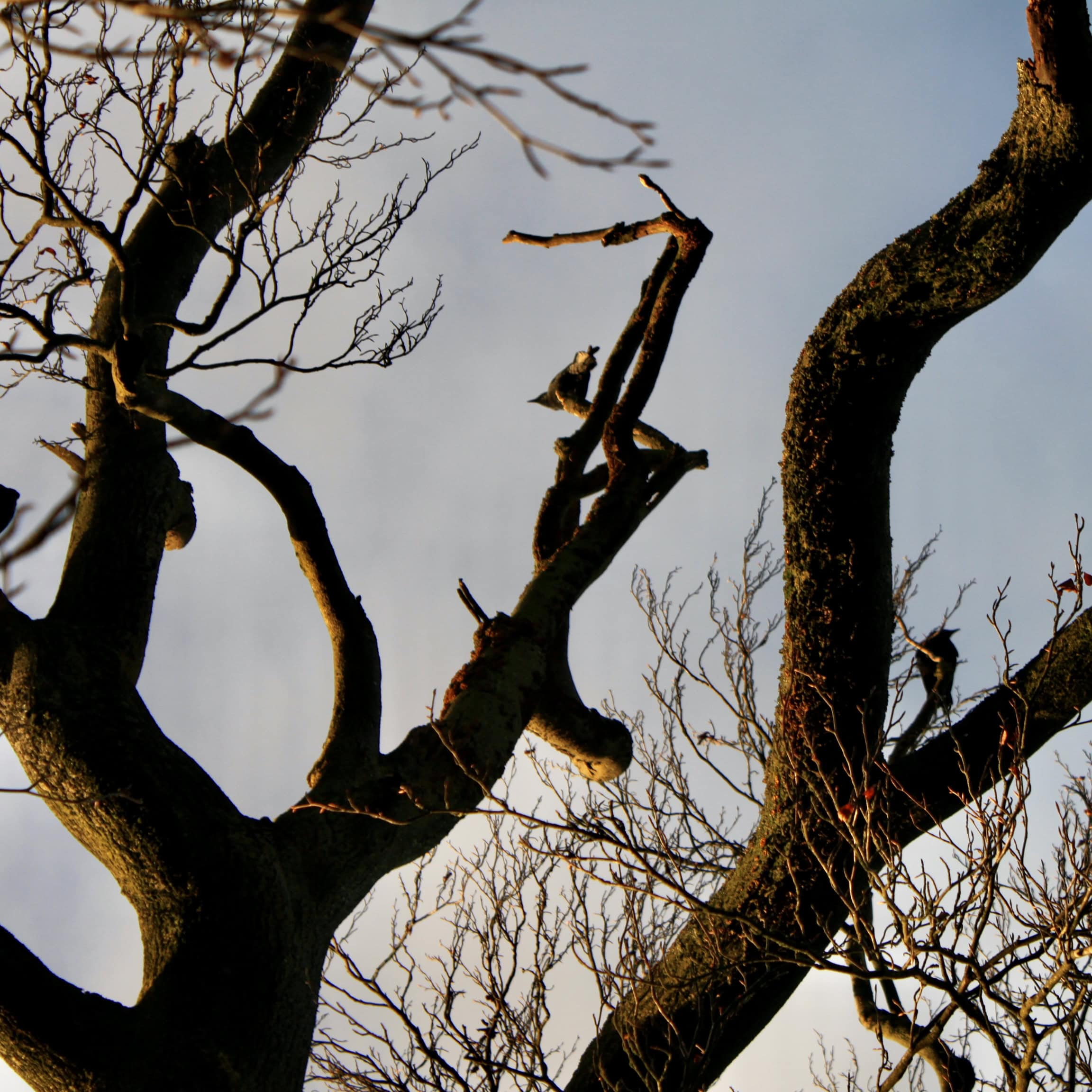 There’s Always Life in the Trees — #6WS and #TreeSquare July 31