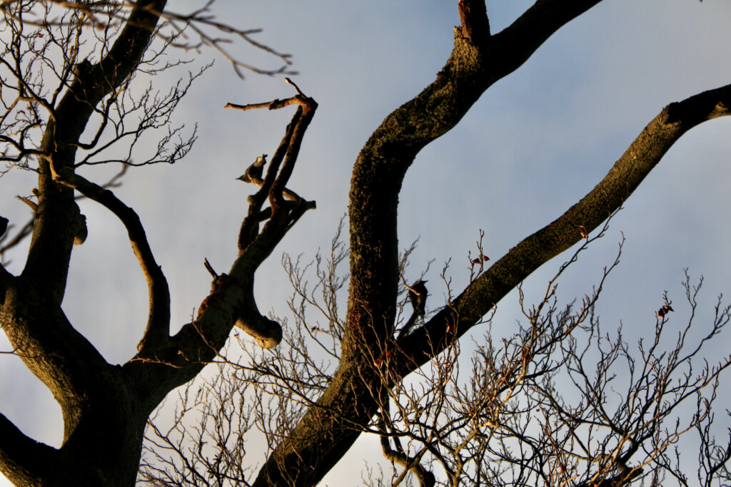 Ravens sitting in a tree