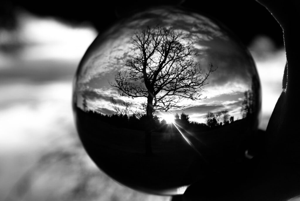 Tree in a lensball