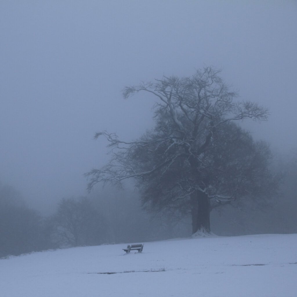 Tree & bench in the mist