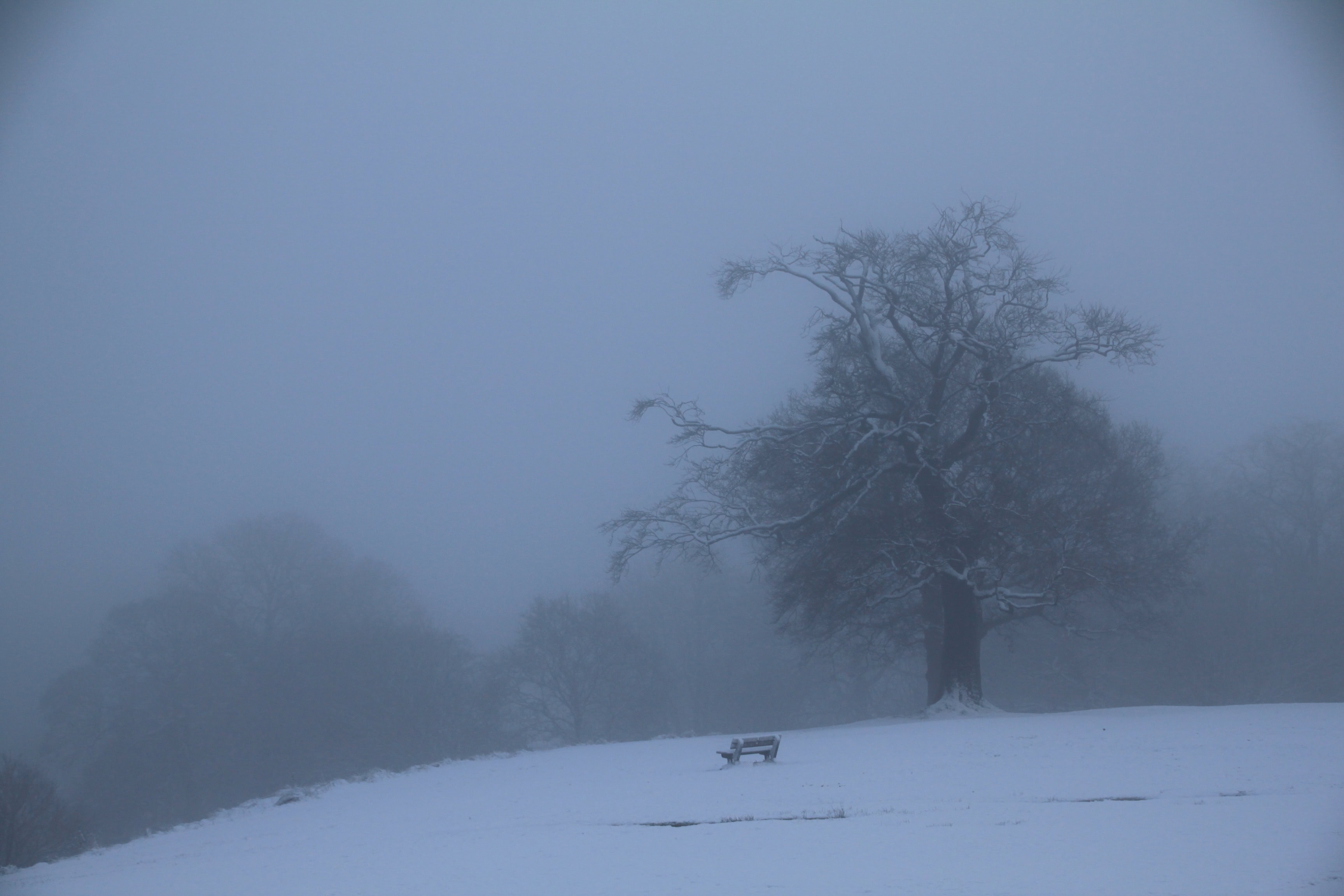 In the Mist — TreeSquare