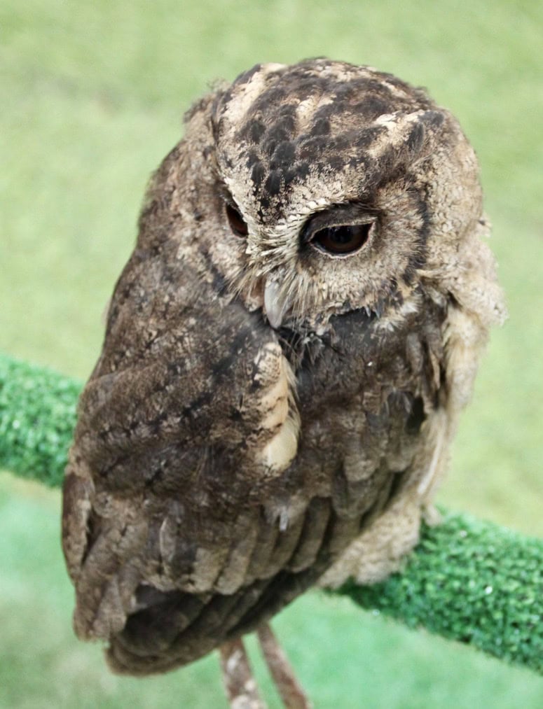 Owl