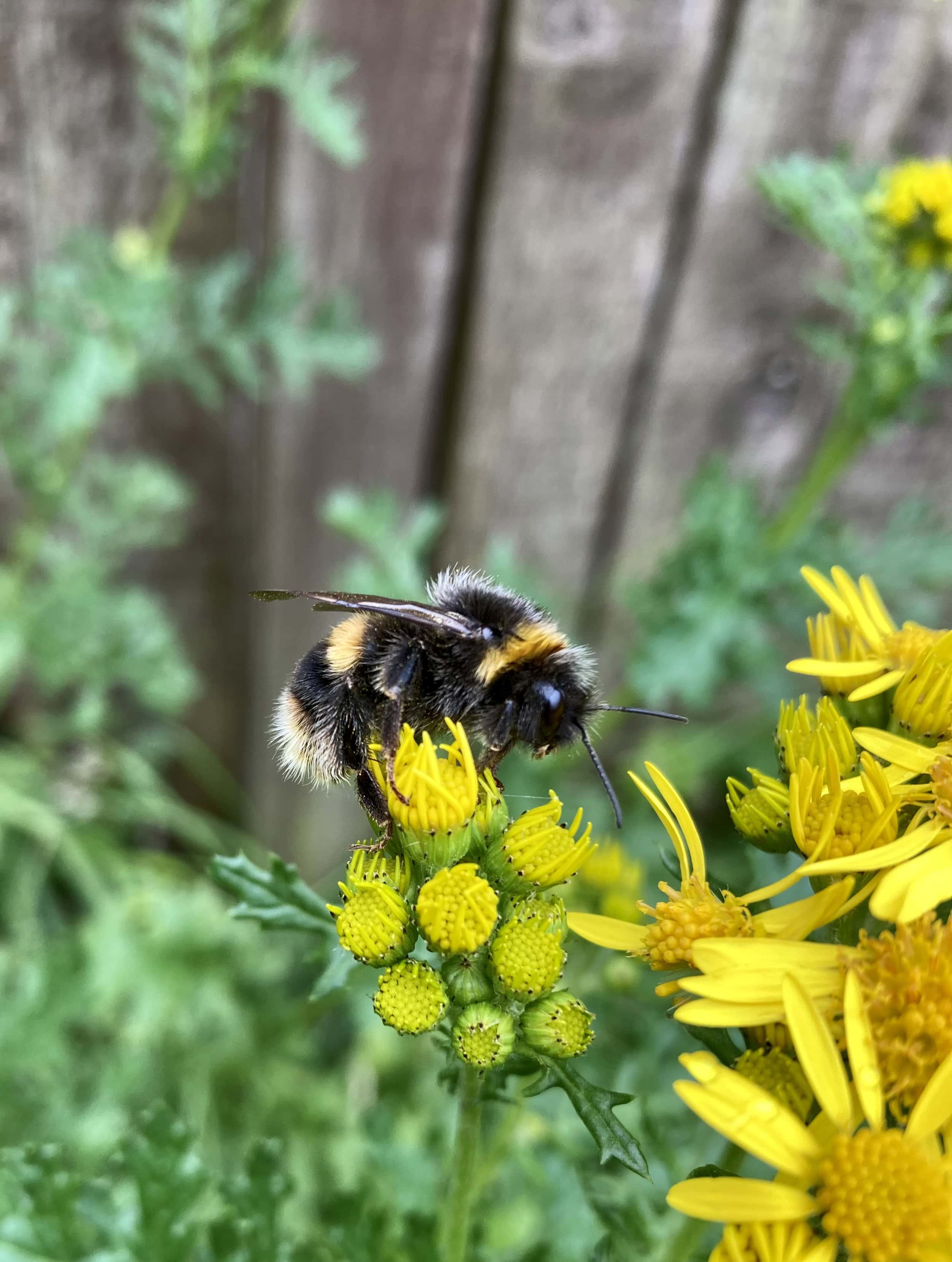 New iPhone Camera — Fan Of… #123