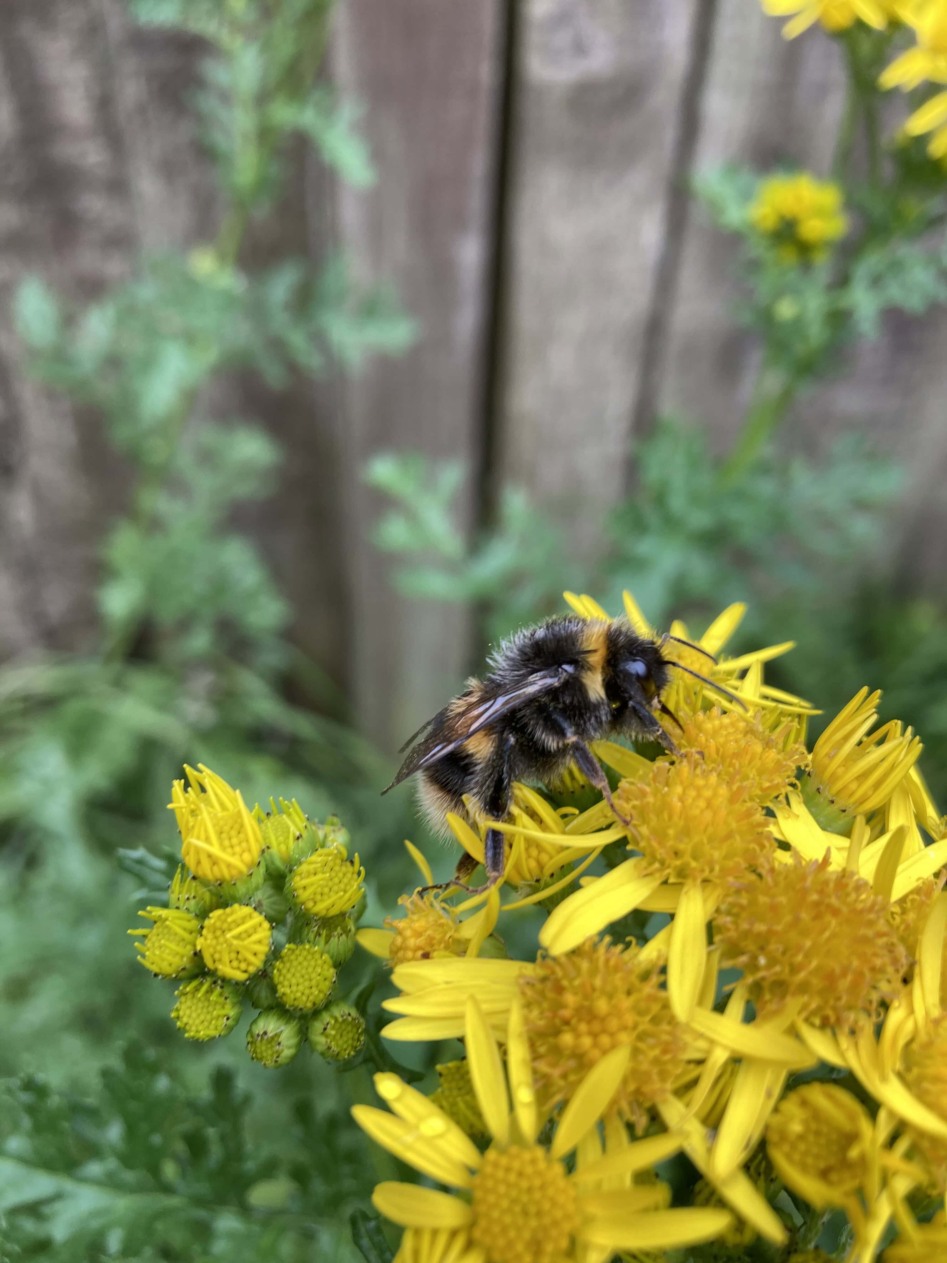 Bee Working on a Stinky Willy — Macro Monday August 16