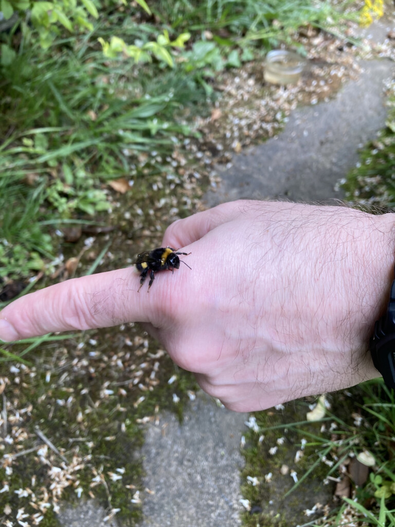 Bee climbing my finger