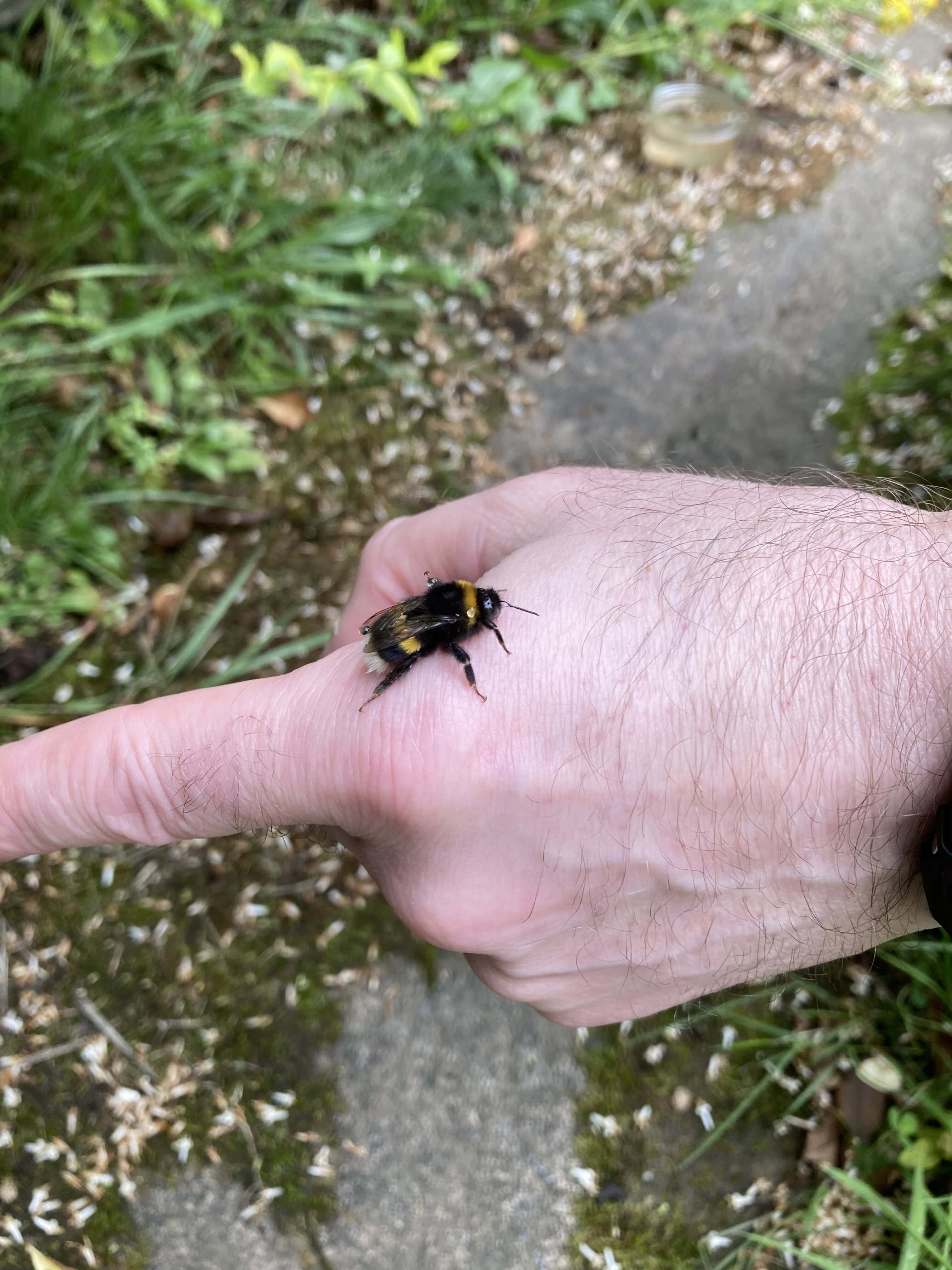Bee Rescue #2