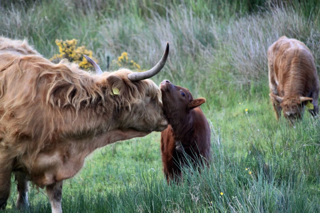 Heilan Coo & Calf