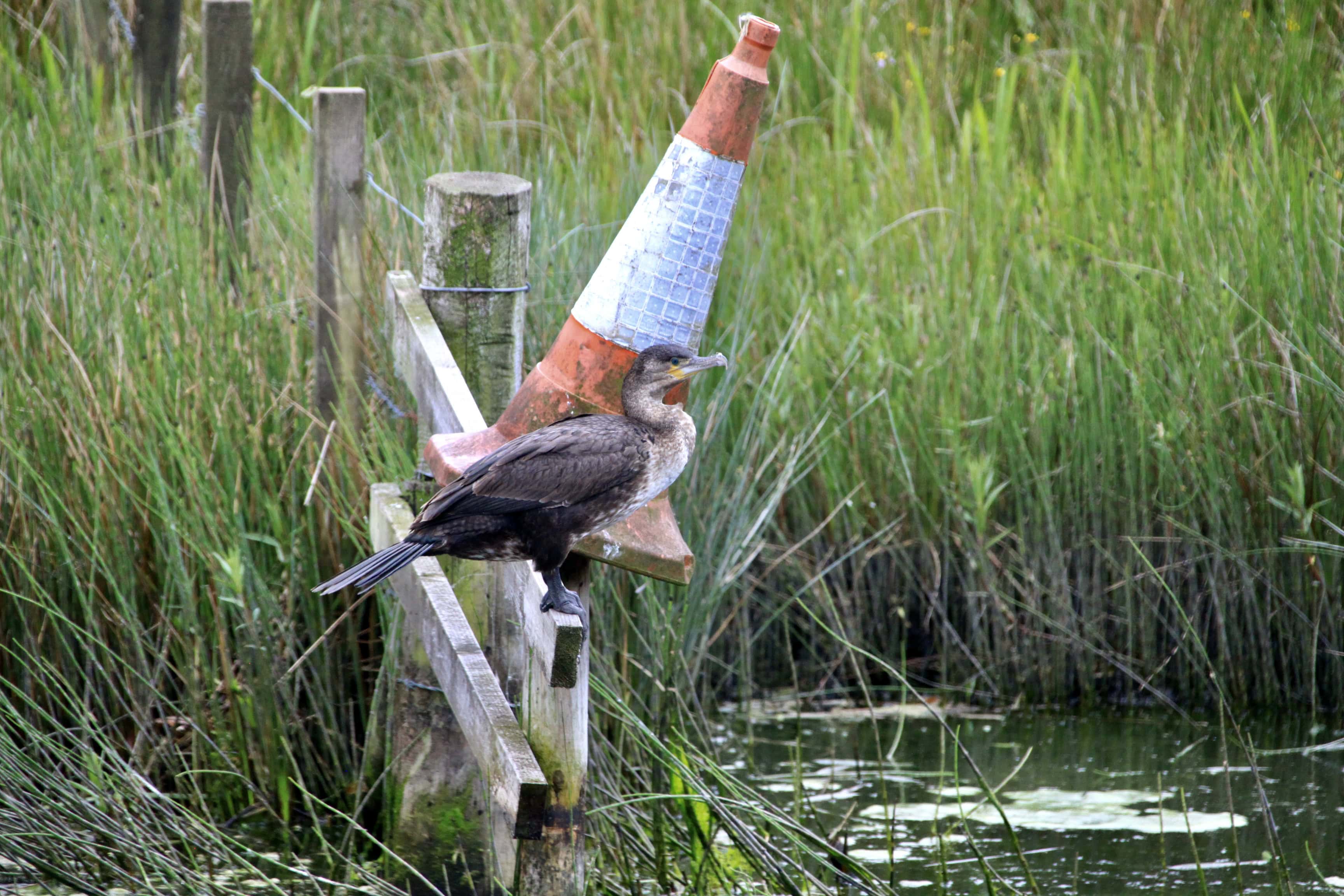 Mr Cormorant and his Pal, Coney.