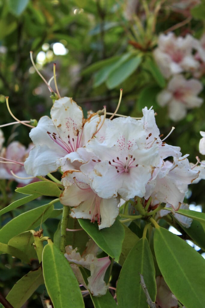 Rhododendrons