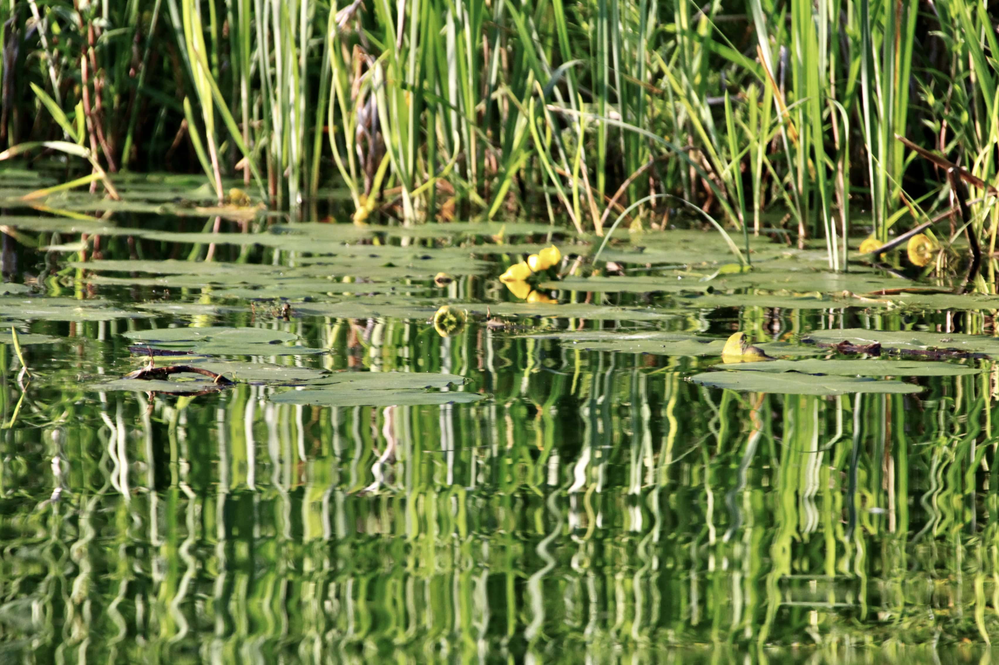 Abstract Reflections — Water Water Everywhere #92