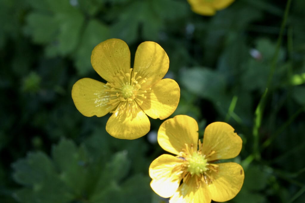 Buttercups
