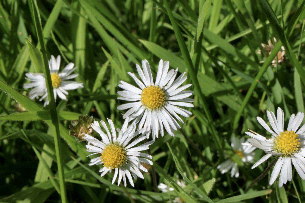 Daisies