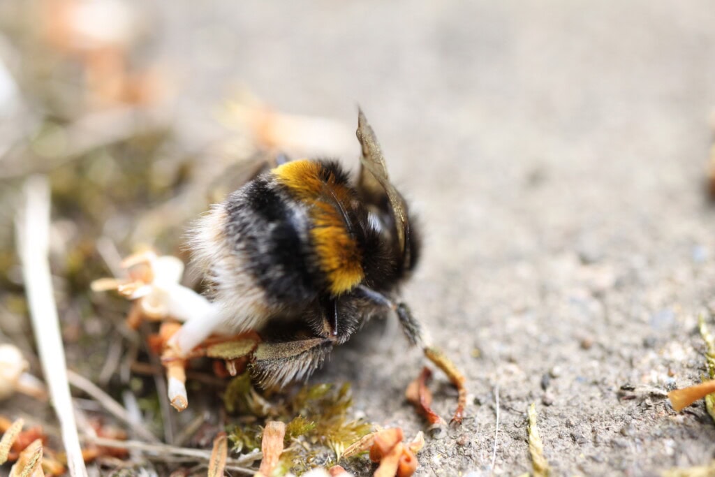 Weary bee