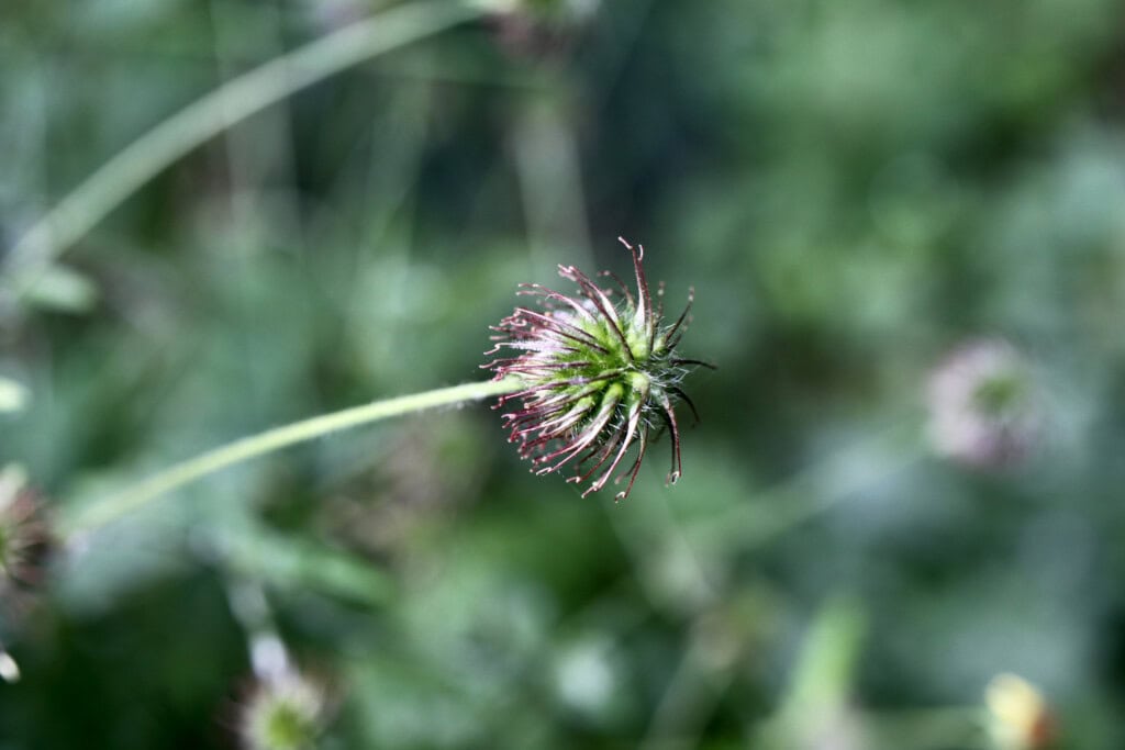 Old flower head