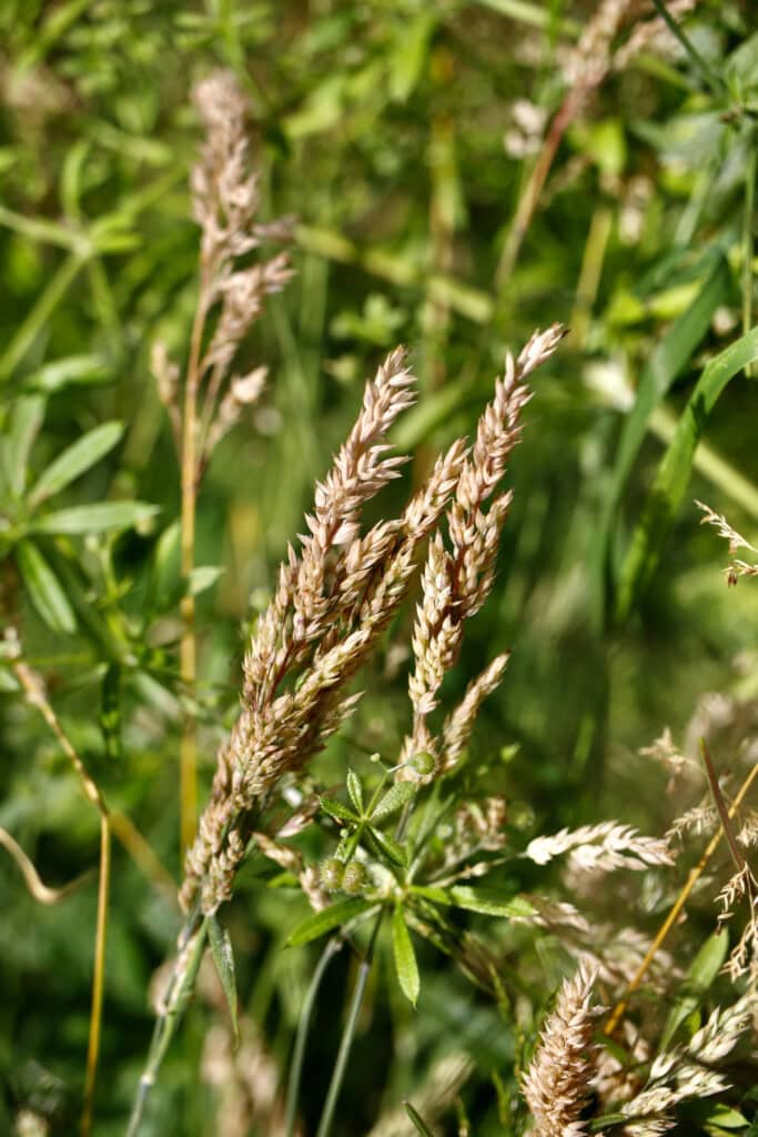 Wheat Head